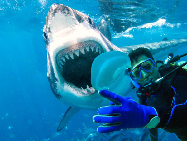 Populre Selfies gefhrlicher als Haiangriffe